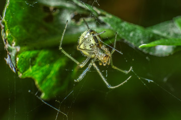 a tiny spider sits on a web waiting for a victim