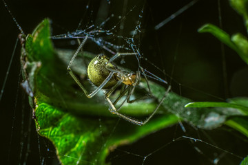 a tiny spider sits on a web waiting for a victim
