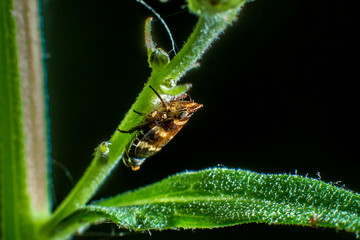 small flower bug sitting on a flower stalk