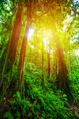 Obraz na płótnie Canvas Sun shining over Basse Terre jungle in Guadeloupe