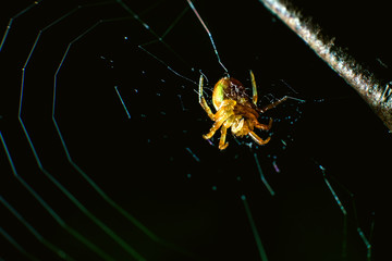 little spider sitting in its web waiting for the victim