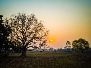 Fototapeta na wymiar tree at sunrise 
