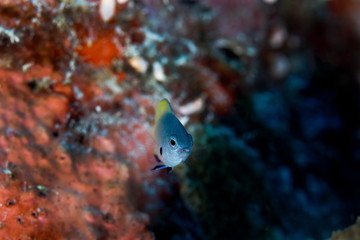 Blue Chromis