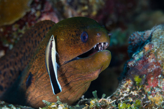 Bluestreak Cleaner Wrasse