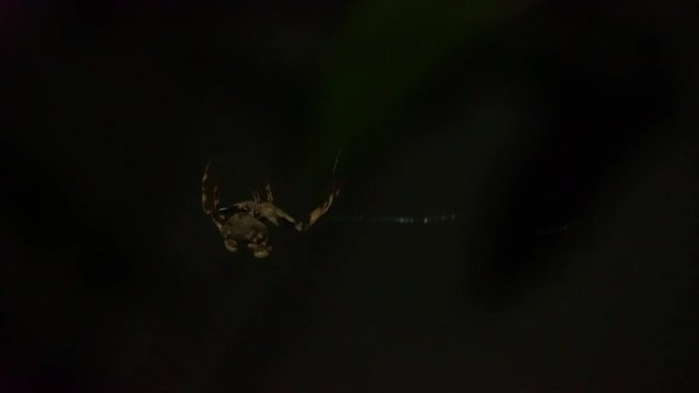 Video 4K : Blurred images of large spiders on the fibers at night and walking away.