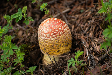 Amanita muscaria mushroom close up. Minimal nature background
