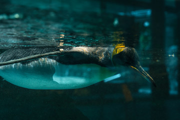 Penguin swimming in the zoo's aquarium