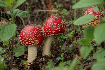 Amanita muscaria mushrooms close up. Minimal nature background