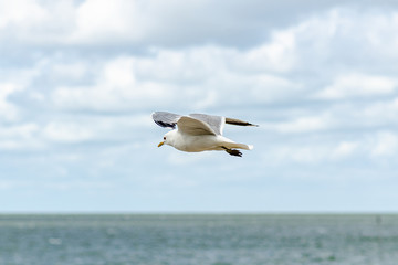 Fototapeta na wymiar one flying seagull above the blue sea