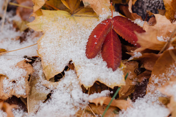 First snow on colorful fallen leaves on the ground