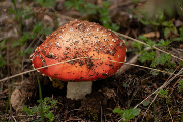 Amanita muscaria mushroom close up. Minimal nature background
