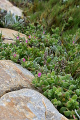 Succulents on the rocks 2