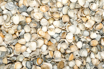 seashell texture