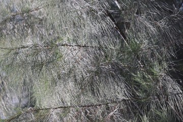 Pine leaves on tree with sunlight in summer background