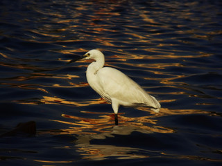 great blue heron in water