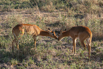 Pair of Pukku