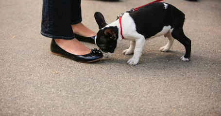 Boston terrier sniffing woman's feet