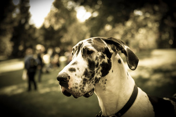 portrait of a great dane