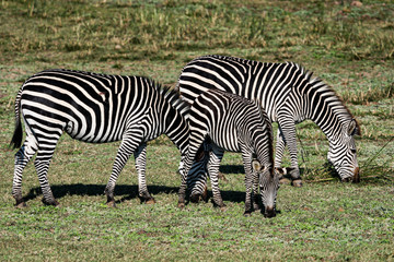 Fototapeta na wymiar Three Grazing Zebra