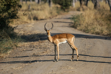 Male Impala In The Middle Of The Road