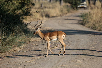 Impala Crossing