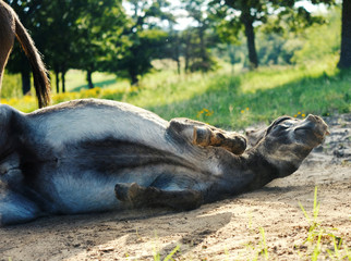 Funny mini donkey rolling in dirt bath.