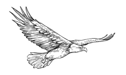 Sketch of eagle. Hand drawn illustration converted to vector