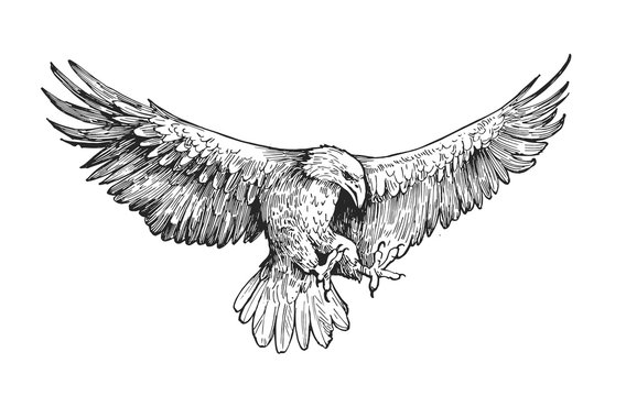 Sketch of eagle. Hand drawn illustration converted to vector