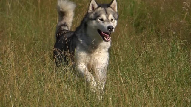 Malamute for a walk, slow motion