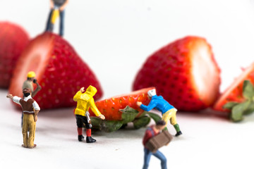 Miniature people working around food, strawberry field