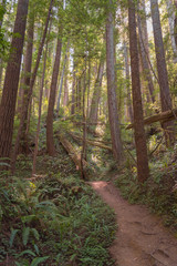 Hiking trail through the beautiful forest of California's Redwood National Park