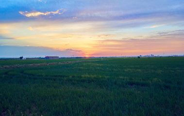 Fototapeta na wymiar Sunset in the green fields cultivated with rice plants. July in the Albufera of Valencia