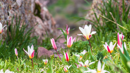 Mountain tulips in Uzbekistan. They grow at an altitude of more than 1000 meters above sea level. The photo was taken on a sunny spring day in Uzbekistan.
