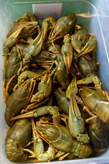 live crayfish