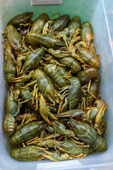 live crayfish