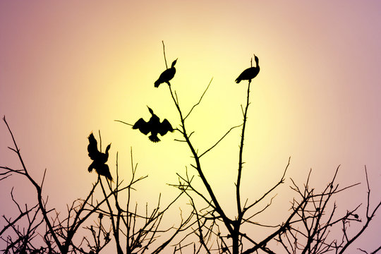 Black silhouette of cormorant birds drying their wings perched on leafless branches against veiled sun