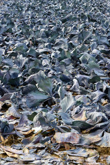 harvested cabbage field with leftover leaves