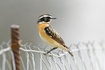 Braunkehlchen (Saxicola rubetra) mit fliegendem Insekt - Whinchat
