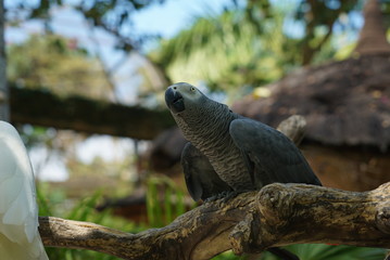 Rare species of birds in Bali. Wild nature.