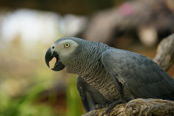 Rare species of birds in Bali. Wild nature.