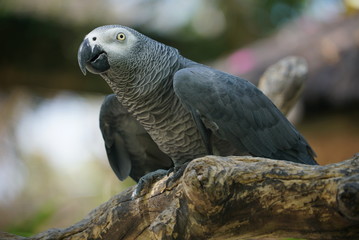 Rare species of birds in Bali. Wild nature.
