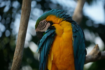 Obraz premium Rare species of birds in Bali. Wild nature.