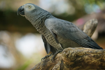 Rare species of birds in Bali. Wild nature.