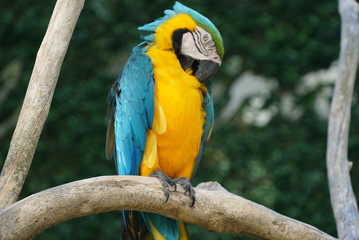 Rare species of birds in Bali. Wild nature.