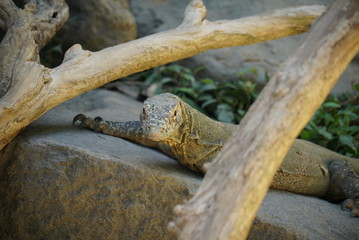Varan hunt in nature.