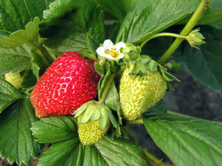 close-up of ripe strawberry in the  garden