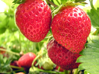 close-up of ripe strawberry in the  garden