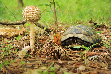 Macrolepiota rhacodes  and the turtle