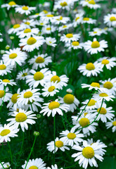 Fototapeta premium Wild daisy flowers outdoor in the meadow at summer. Beautiful blooming flowers natural background