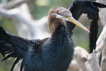 Rare species of birds in Bali. Wild nature.